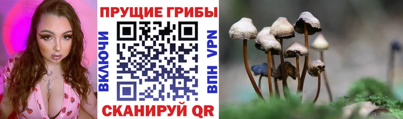 Псилоцибиновые грибы ЛСД где купить наркотик Судогда